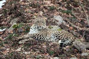 Самка леопарда Виктория © Фото АНО «Центр природы Кавказа»