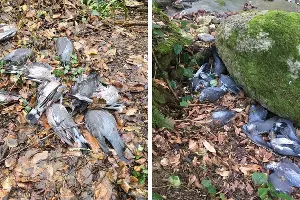  &copy;&nbsp;Коллаж из скриншотов фото со страницы &laquo;ВКонтакте&raquo; &laquo;Русское орнитологическое общество&raquo;