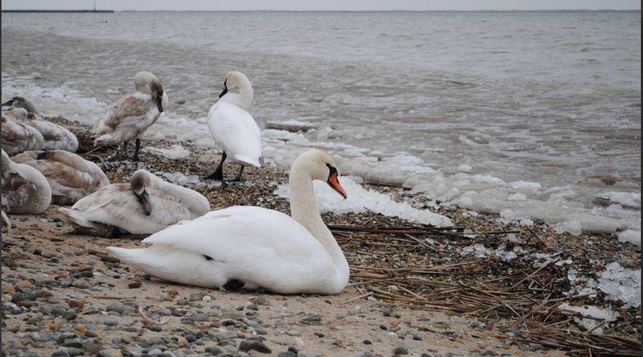  &copy;&nbsp;Скриншот из телеграм-канала &laquo;AhtariLive Приморско-Ахтарск&raquo; https://t.me/AhtariLive/10145
