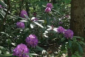 Рододендрон понтийский &copy;&nbsp;Фото пресс-службы Кавказского биосферного заповедника