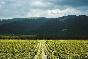 Виноградники в Геленджике © Фото Dmitry Ant, unsplash.com