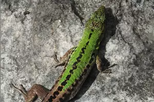 Итальянская стенная ящерица &copy;&nbsp;Фото пресс-службы РГО