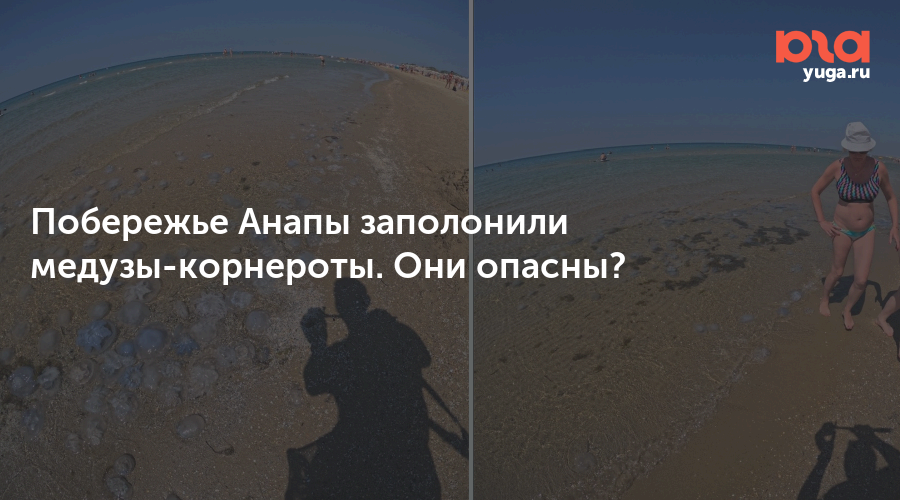 Побережье Анапы заполонили медузы-корнероты. Они опасны?