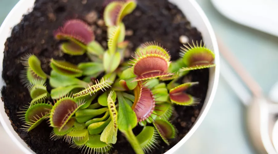  &copy;&nbsp;Фото Erik Mclean, pexels.com