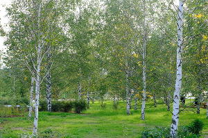 Парк «Зарядье» © Фото с сайта zaryadyepark.ru