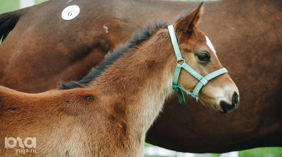  © Фото Дениса Яковлева, Юга.ру