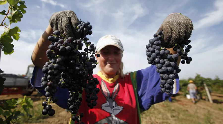 Сбор винограда на Кубани &copy;&nbsp;Влад Александров, ЮГА.ру