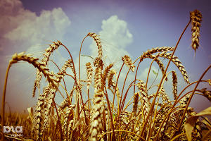 Зерно © Елена Синеок. ЮГА.ру