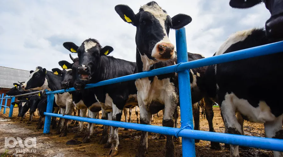  &copy;&nbsp;Фото Елены Синеок, Юга.ру