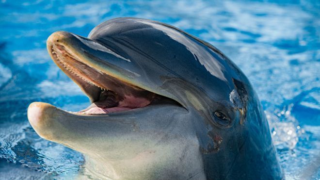 В районе стройки Крымского моста прослеживается рост численности дельфинов