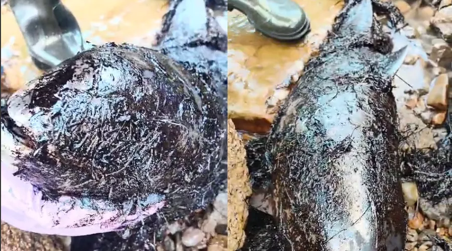  &copy;&nbsp;Коллаж из скриншотов фото из телеграм-канала &laquo;Delfacenter&raquo;