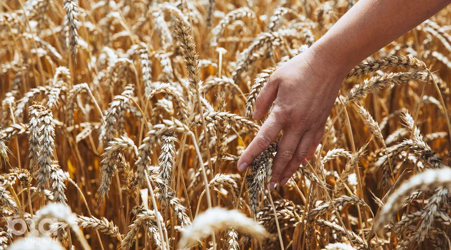  &copy;&nbsp;Фото Амины Ибрагимовой, Юга.ру