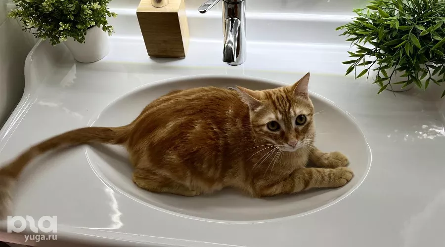  &copy;&nbsp;Фото Александры Булавкиной, Юга.ру