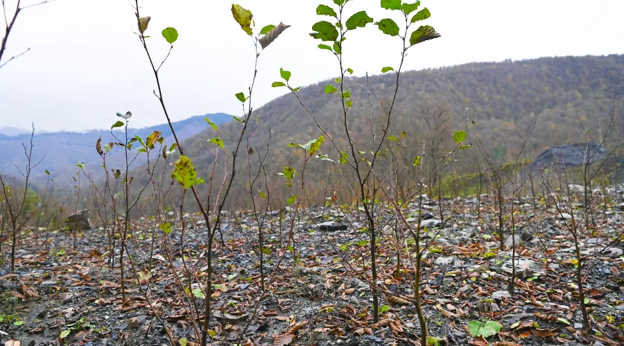 Саженцы черной ольхи на курорте «Роза Хутор» &copy;&nbsp;Фото пресс-службы курорта &laquo;Роза Хутор&raquo;