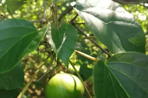  &copy;&nbsp;Фото пресс-службы нацпарка Сочи