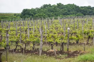 Проект &laquo;Верь в себя&raquo; по профориентации подростков &copy;&nbsp;Фото Елены Синеок, Юга.ру