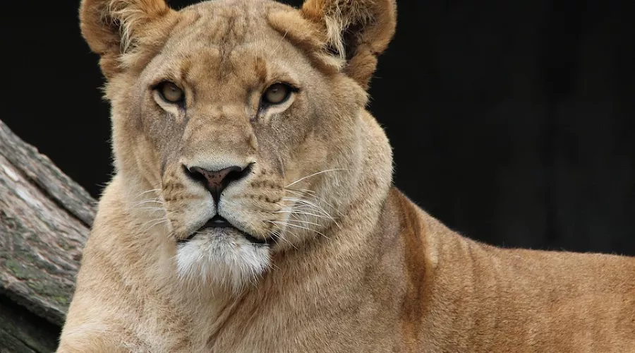  &copy;&nbsp;Фото с сайта pixabay.com