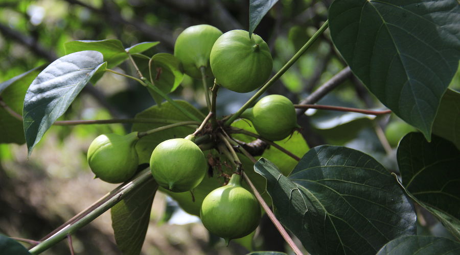Тунг © Фото пресс-службы Сочинского Нацпарка
