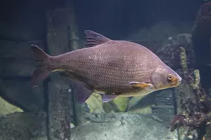  &copy;&nbsp;Скриншот фото с сайта Wildfauna.ru