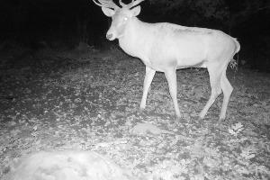  © Фото пресс-службы Кавказского заповедника