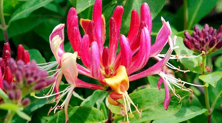 Жимолость душистая &copy;&nbsp;Фото Elena Regina, flickr.com