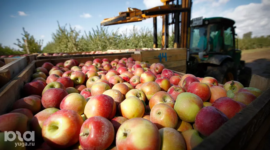 Сбор яблок в Краснодарском крае &copy;&nbsp;Влад Александров, ЮГА.ру