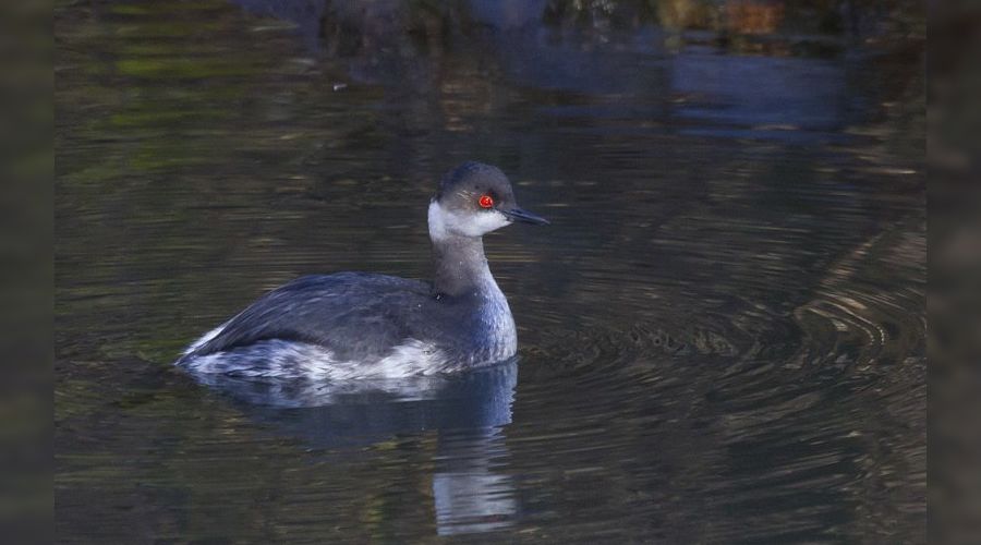 Черношейная поганка © Фото из группы vk.com/kavzapoved