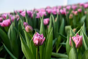 Тюльпаны &copy;&nbsp;Фото Елены Синеок, Юга.ру