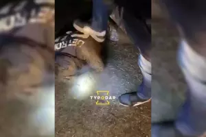  &copy;&nbsp;Скриншот видео из телеграм-канала &laquo;Туподар&raquo;, t.me/typodar