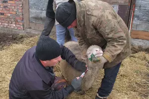  &copy;&nbsp;Фото пресс-службы ГБУ РО &laquo;Ростовская облСББЖ с ПО&raquo;