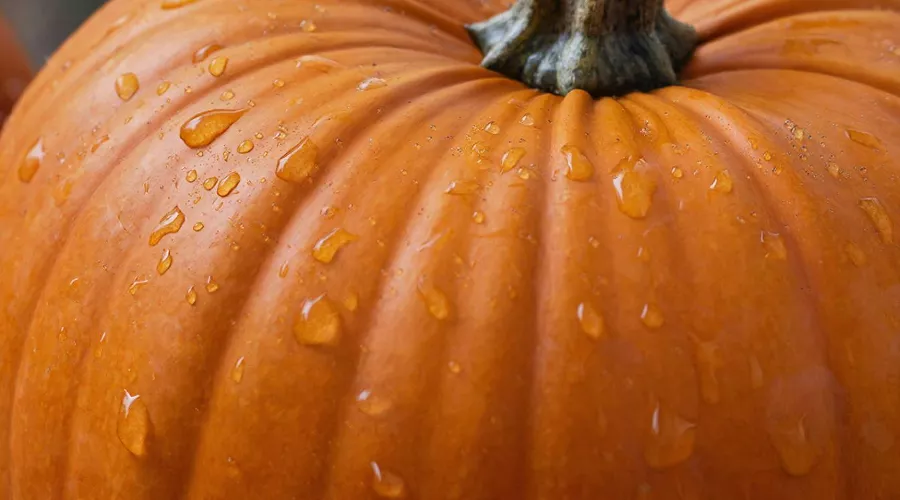 тыква &copy;&nbsp;Сгенерировано с помощью нейросети Gigachat