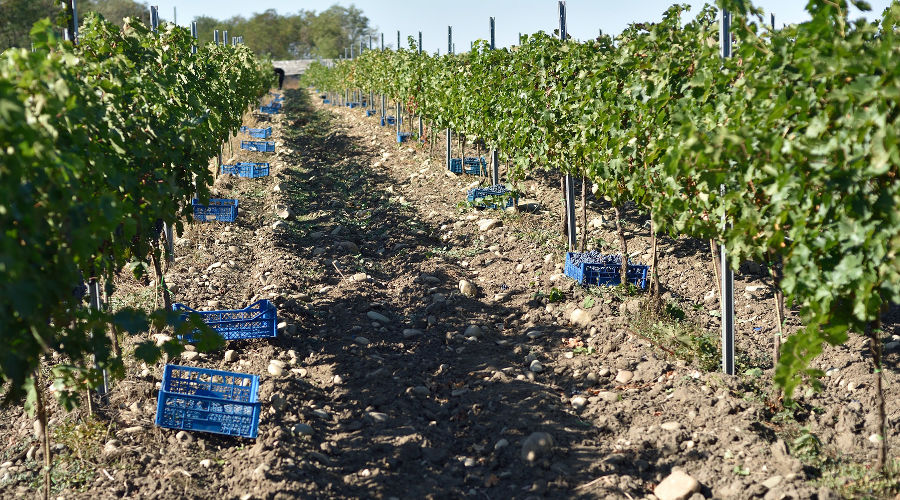  © Фото пресс-службы главы Адыгеи