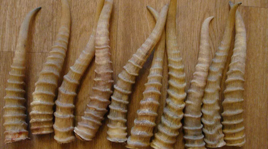  &copy;&nbsp;Фото СК РФ