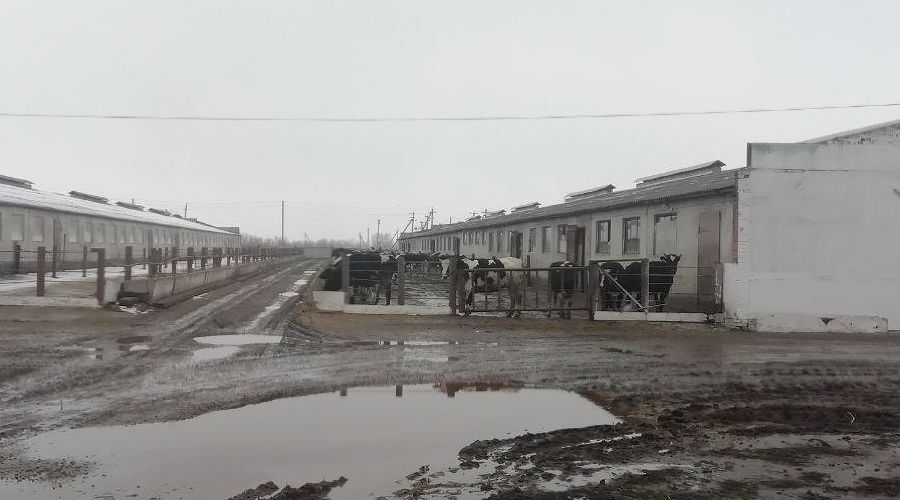  © Фото agrobook.ru