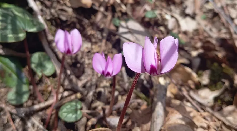  &copy;&nbsp;Фото пресс-службы курорта &laquo;Роза Хутор&raquo;