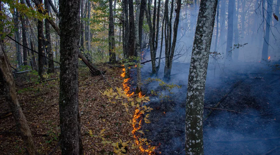  &copy;&nbsp;Фото со страницы vk.com/dobrofire