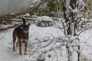 Снег в Краснодаре &copy;&nbsp;Фото Елены Синеок, Юга.ру