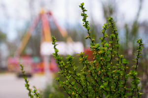 Как цветет Краснодар весной © Фото Елены Синеок, Юга.ру