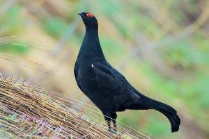 Кавказский тетерев © Фото пресс-службы курорта «Роза Хутор»