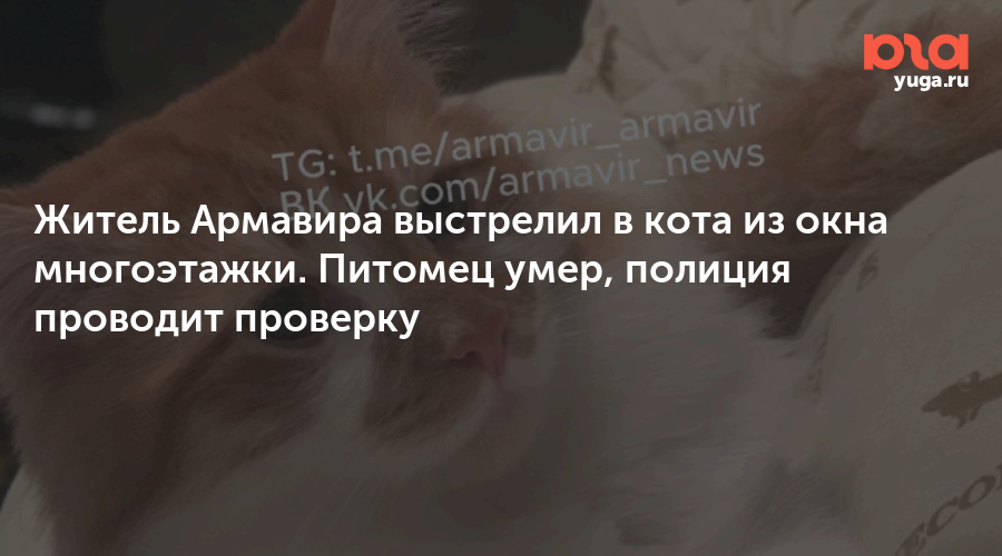 Житель Армавира выстрелил в кота из окна многоэтажки. Питомец умер, полиция проводит проверку