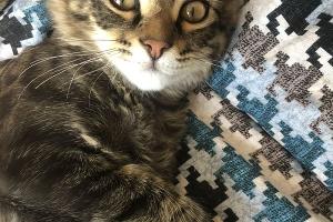  © Фото с сайта Avito, https://www.avito.ru/moskva/koshki/kot_meyn-_kun_pravoslavnyy_2179343901