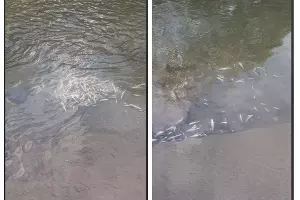  &copy;&nbsp;Скриншот из телеграм-канала &laquo;ЧП Дагомыс&raquo; https://t.me/Chp_Dagomys/18128