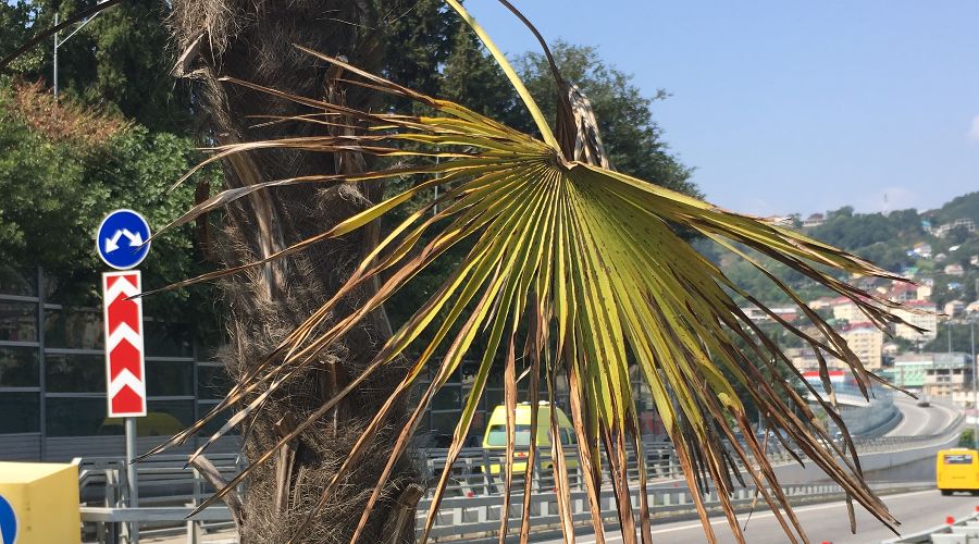  © Фото Юлии Барановой, Юга.ру