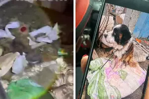  &copy;&nbsp;Коллаж из скриншотов фото и видео из телеграм-канала &laquo;Осторожно, новости&raquo; и &laquo;Ростов Главный&raquo;