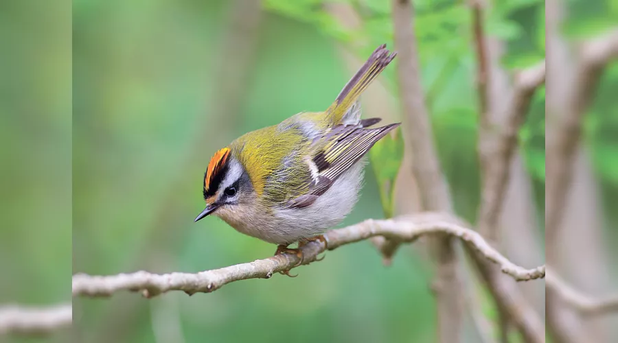  &copy;&nbsp;Фото пресс-службы курорта &laquo;Роза Хутор&raquo;