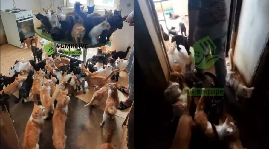  &copy;&nbsp;Коллаж из скриншотов из телеграм-канала Gmrlive