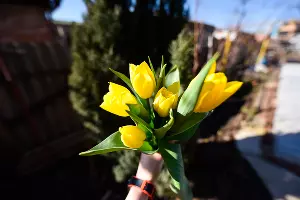 Тюльпаны &copy;&nbsp;Фото Елены Синеок, Юга.ру