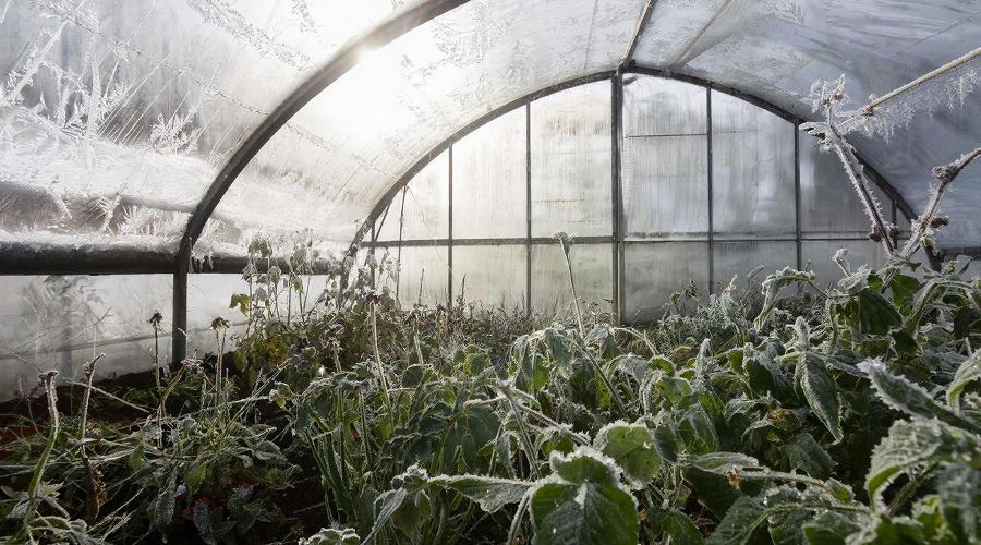 теплицы © татьяна Соколова