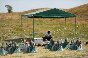 Раскопки в Фанагории © Фото Елены Синеок, Юга.ру
