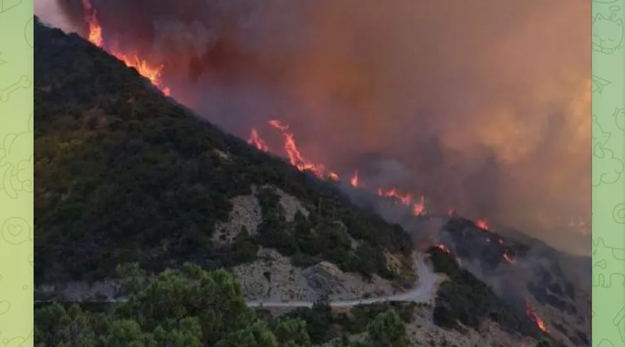 Пожар в Сухой Щели рядом с Новороссийском, 14 июля 2024 г. &copy;&nbsp;Скриншот публикации в телеграм-канале &laquo;Типичный Краснодар&raquo;, t.me/krd_tipich_ru